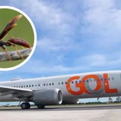 Marimbondos foram encontrados em avião da Gol