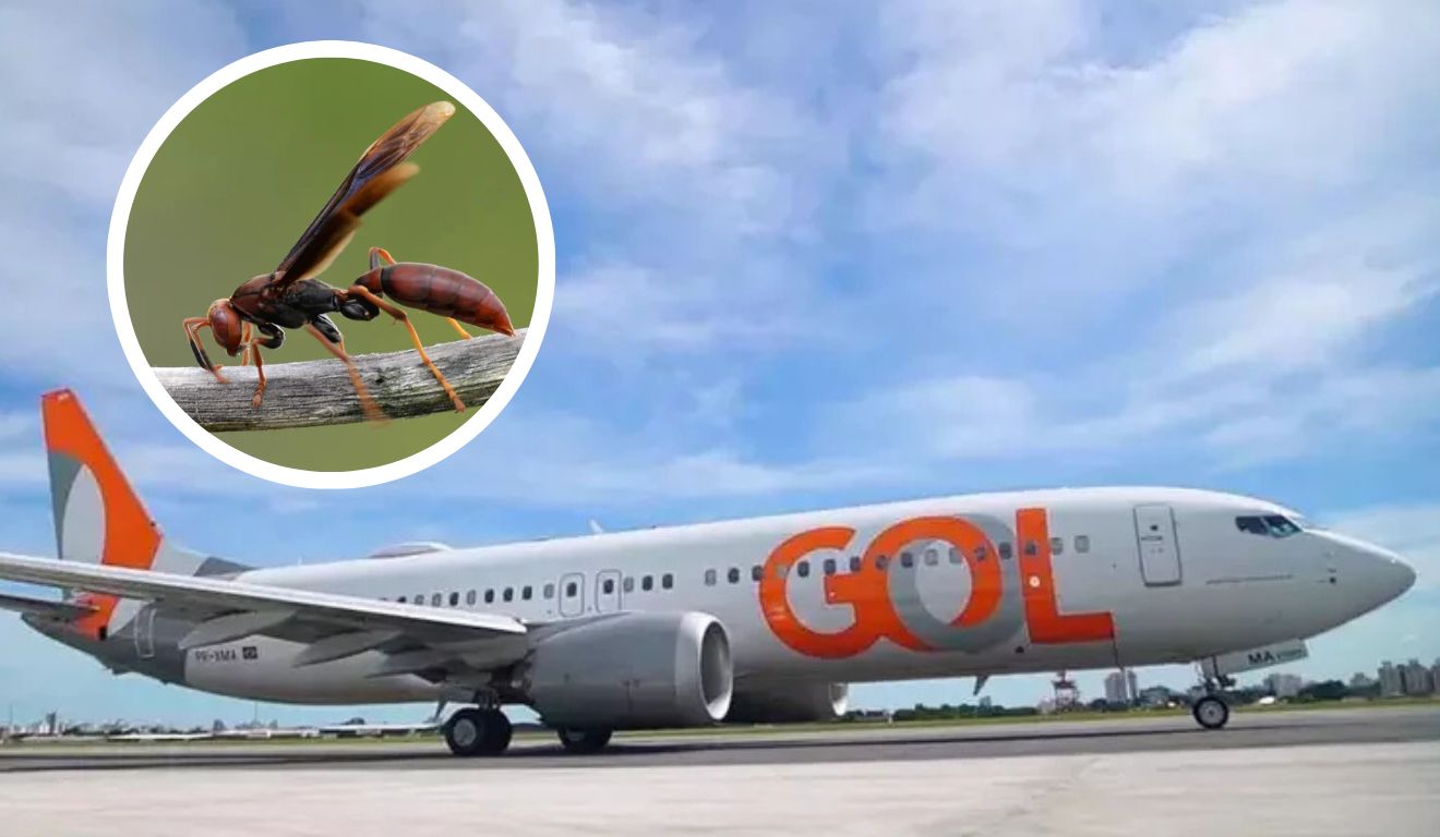 Marimbondos foram encontrados em avião da Gol Marimbondos foram encontrados em avião da Gol