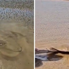 Foto: Reprodução/Redes sociais