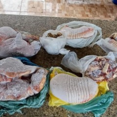 31 quilos de carne congelada de tatu e paca apreendidos