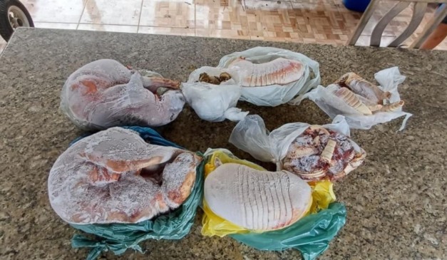 31 quilos de carne congelada de tatu e paca apreendidos