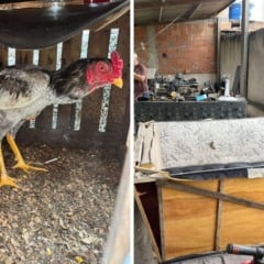 Foto: Divulgação/Polícia Civil