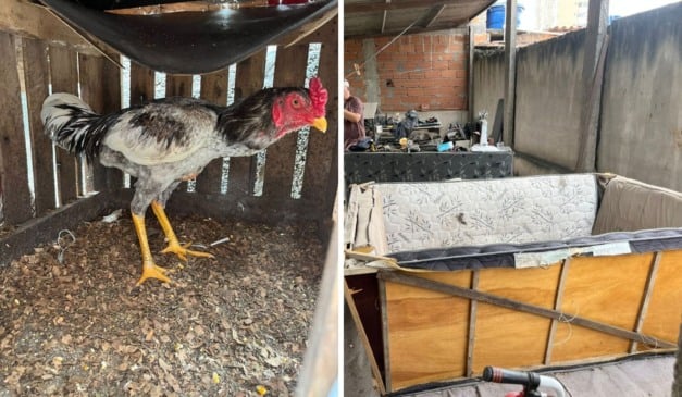 Foto: Divulgação/Polícia Civil