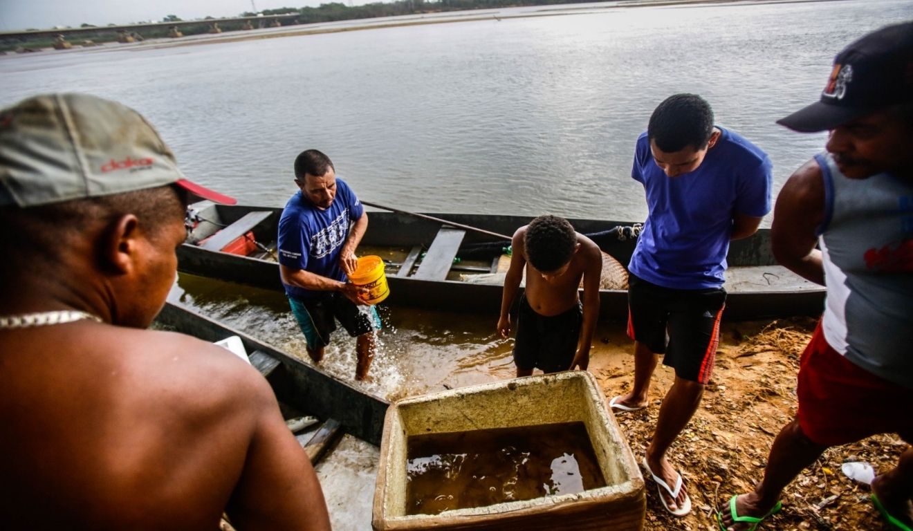 Linhares,19/11/2015. Pesquisadores trabalham no resgate de peixes do Rio Doce após chegada de lama tóxica do rompimento da barragem em Mariana (MG) Linhares,19/11/2015. Pesquisadores trabalham no resgate de peixes do Rio Doce após chegada de lama tóxica do rompimento da barragem em Mariana (MG)