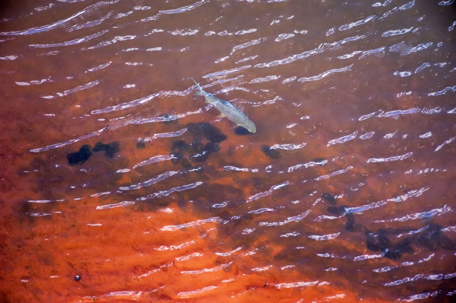 10 anos da tragédia no Rio Doce. Por Leonardo Merçon/ Instituto Últimos Refúgios 10 anos da tragédia no Rio Doce. Por Leonardo Merçon/ Instituto Últimos Refúgios