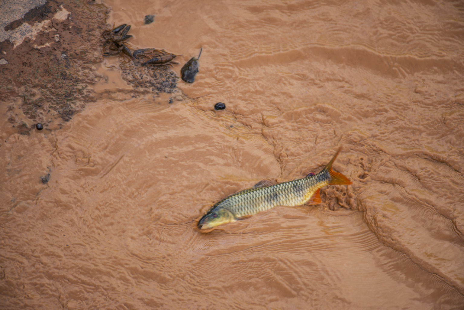 10 anos da tragédia no Rio Doce. Por Leonardo Merçon/ Instituto Últimos Refúgios 10 anos da tragédia no Rio Doce. Por Leonardo Merçon/ Instituto Últimos Refúgios