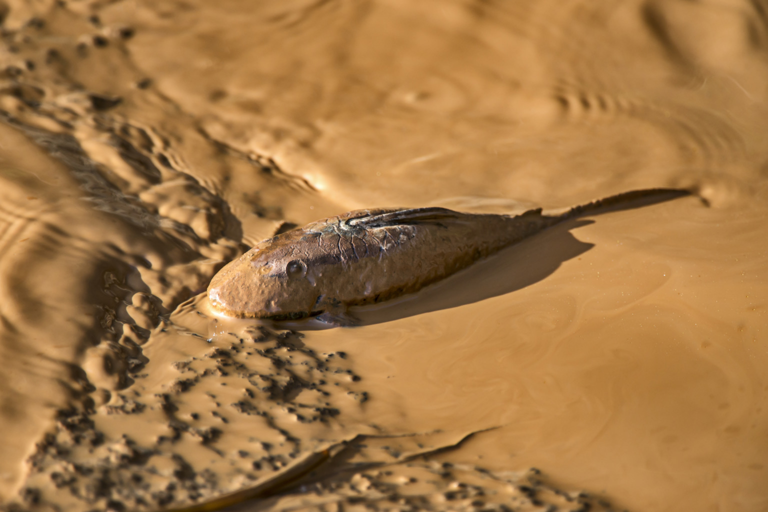 10 anos da tragédia no Rio Doce. Por Leonardo Merçon/ Instituto Últimos Refúgios 10 anos da tragédia no Rio Doce. Por Leonardo Merçon/ Instituto Últimos Refúgios