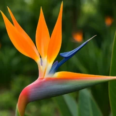 Strelitzia reginae veja como estimular flores altas e resistentes