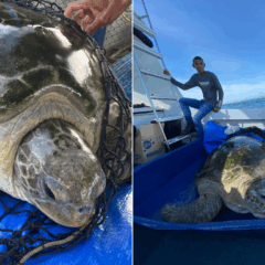 Tartaruga resgatada pelo IPRAM