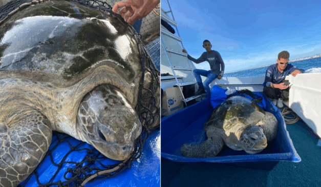 Tartaruga resgatada pelo IPRAM