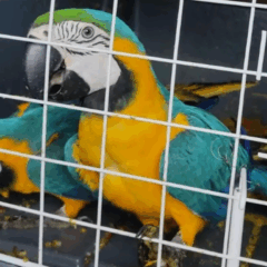 Arara-canindé resgatada pela Polícia Rodoviária Federal. Foto: Divulgação/PRF