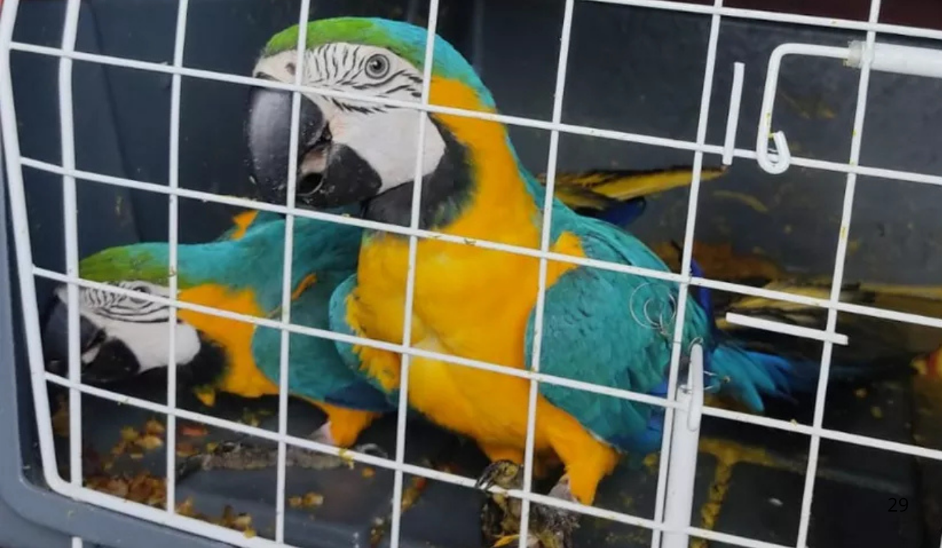 Arara-canindé resgatada pela Polícia Rodoviária Federal. Foto: Divulgação/PRF Arara-canindé resgatada pela Polícia Rodoviária Federal. Foto: Divulgação/PRF