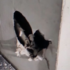 abrigo danificado por homem em situação de rua