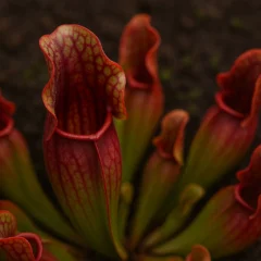 planta carnívora Sarracenia purpurea