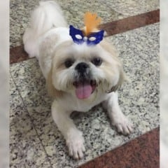 Sheik foi morto por pitbulls