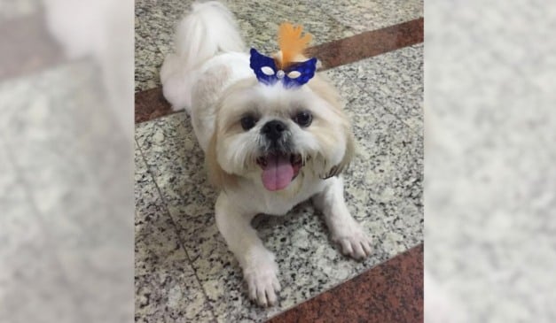 Sheik foi morto por pitbulls