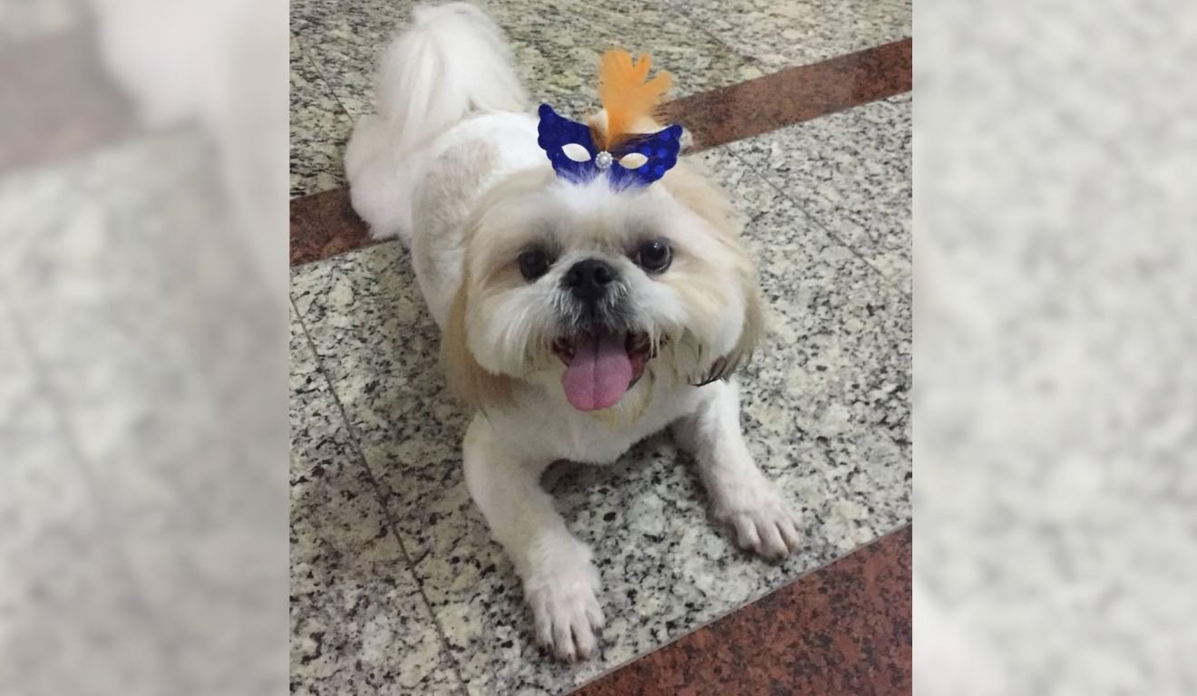 Sheik foi morto por pitbulls