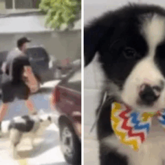 Foto: reprodução / Instagram / @adotevica