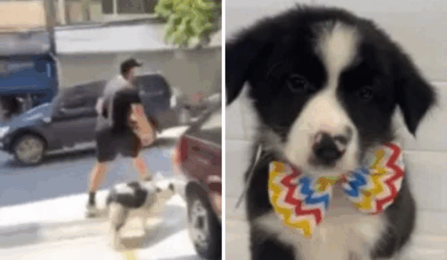 Foto: reprodução / Instagram / @adotevica