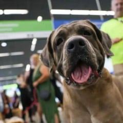 Transporte de animais em voo