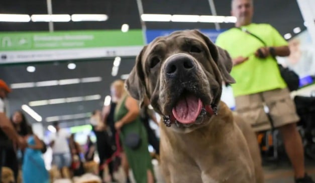 Transporte de animais em voo