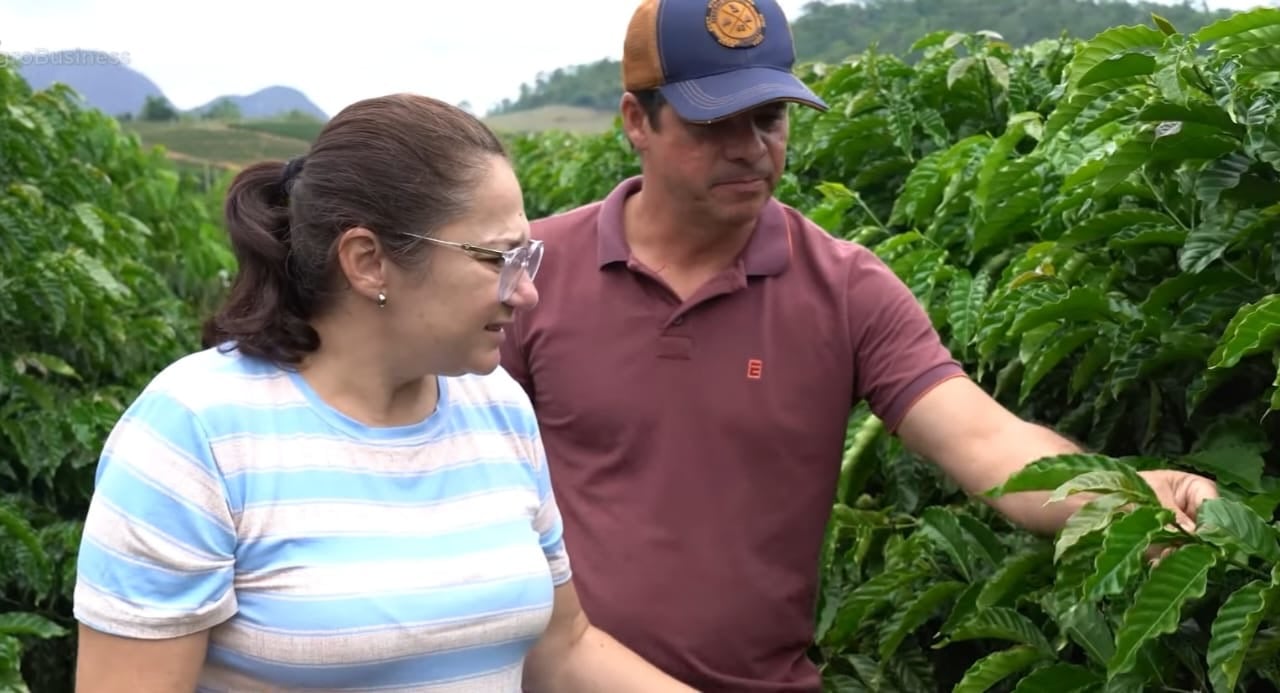 Grãos em formação: produtores capixabas intensificam manejo na fase que define a safra do conilon Grãos em formação: produtores capixabas intensificam manejo na fase que define a safra do conilon