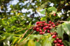 Área plantada com café diminuiu, mas a produtividade aumentou - Foto: Wenderson Araujo/CNA