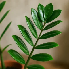 4 segredos da Zamioculca para ter folhas sempre verdes