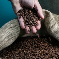 Coffee of the Year (COY), durante a Semana Internacional do Caf&eacute; 2025