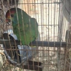 Foto: Divulga&ccedil;&atilde;o/Pol&iacute;cia Militar Ambiental