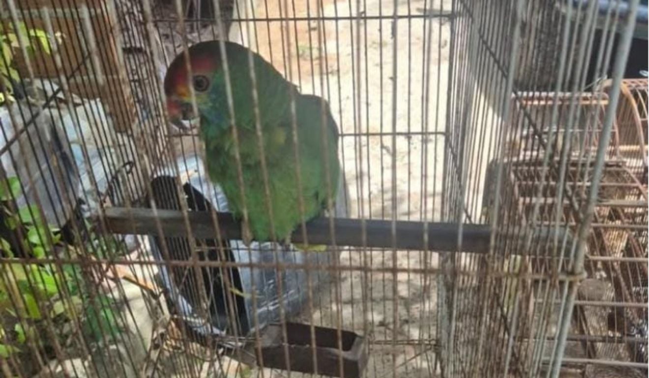 Foto: Divulgação/Polícia Militar Ambiental Foto: Divulgação/Polícia Militar Ambiental