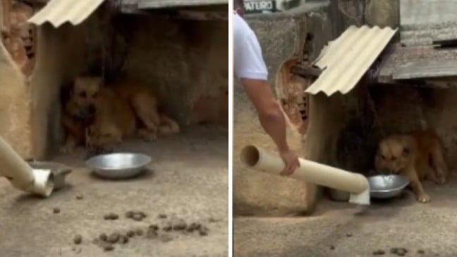 Cachorro resgatado de maus-tratos (Foto/reprodução: TV Vitória)