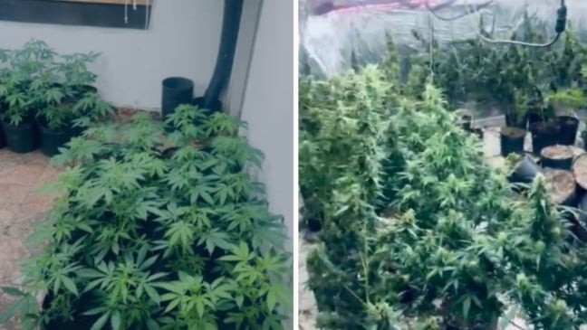 Laboratório de maconha em Vila Velha (Foto/reprodução; TV Vitória)