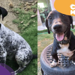 Duque e Negão encontrados. (Foto: arquivo pessoal)