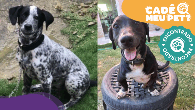 Duque e Negão encontrados. (Foto: arquivo pessoal)