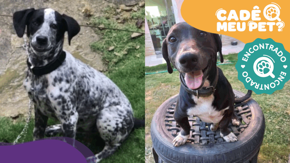 Duque e Negão encontrados. (Foto: arquivo pessoal) Duque e Negão encontrados. (Foto: arquivo pessoal)