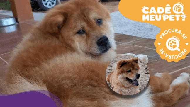 Kiara, chow chow desaparecida em Viana. (Foto: arquivo pessoal)