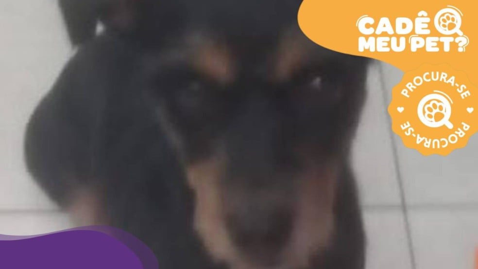 Lilica, cadela desaparecida em Cariacica. (Foto: arquivo pessoal) Lilica, cadela desaparecida em Cariacica. (Foto: arquivo pessoal)