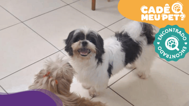 Milk, cão que estava desaparecido, foi encontrado. (Foto: arquivo pessoal)