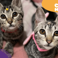 Nala e Kiara: adoção responsável. (Foto: arquivo pessoal)