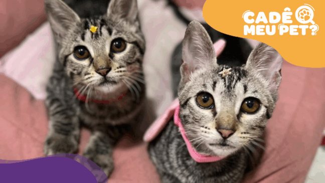 Nala e Kiara: adoção responsável. (Foto: arquivo pessoal)