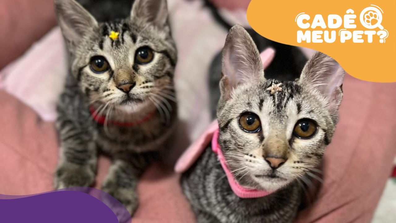 Nala e Kiara: adoção responsável. (Foto: arquivo pessoal)