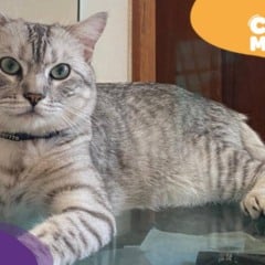 Ozzy, gato cinza desaparecido. (Foto: arquivo pessoal)