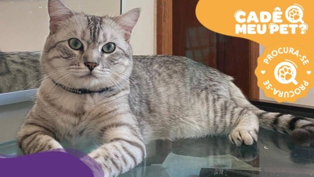 Ozzy, gato cinza desaparecido. (Foto: arquivo pessoal)