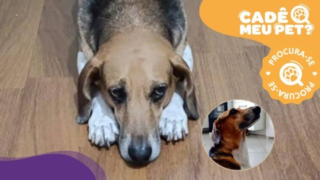 Sussim, cão desaparecido em Vila Velha. (Foto: arquivo pessoal)