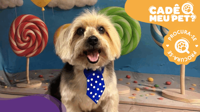 Teddy, yorkshire desaparecido em Cariacica. (Foto: arquivo pessoal)