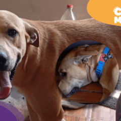 Bobby: c&atilde;o desaparecido em Cariacica usando coleira azul. (Foto: arquivo pessoal)