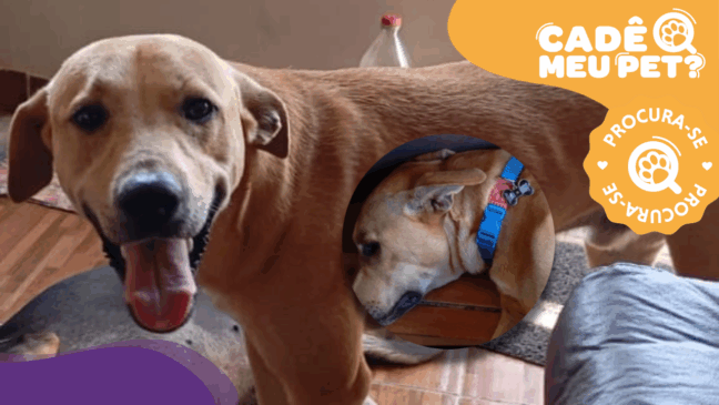 Bobby: cão desaparecido em Cariacica usando coleira azul. (Foto: arquivo pessoal)