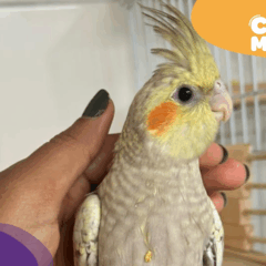 Calopsita Léo está desaparecido. (Foto: arquivo pessoal)