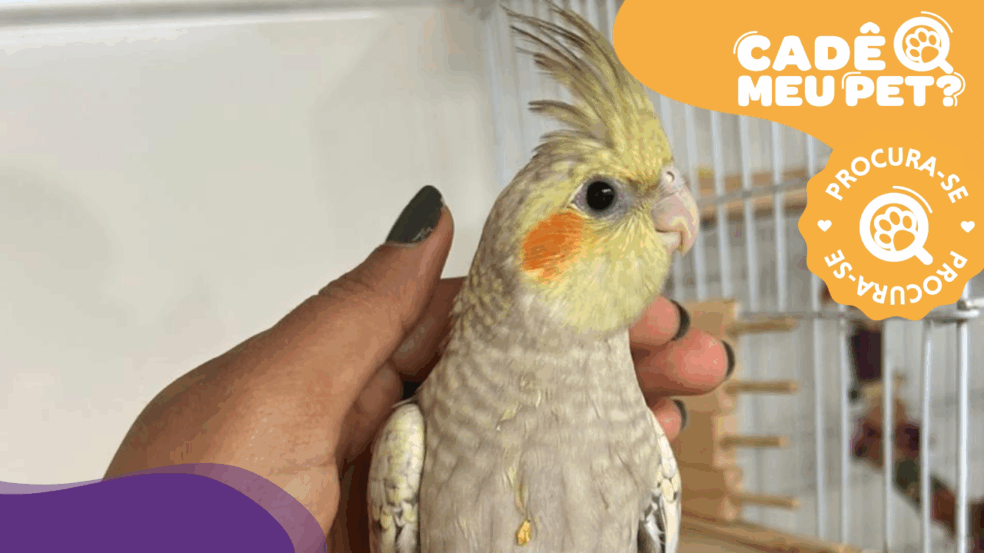 Calopsita Léo está desaparecido. (Foto: arquivo pessoal)